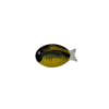 Le-petit-poisson-barbus-yellow-15cm OPJET A&C Angers-min